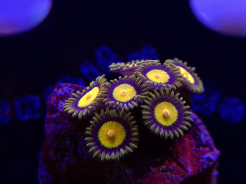 Tutti Frutti Zoanthid