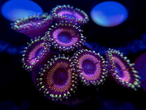 WWC Superstar Zoanthid