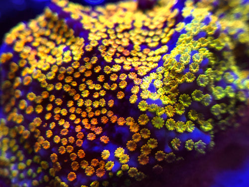 Tyree Rainbow Montipora
