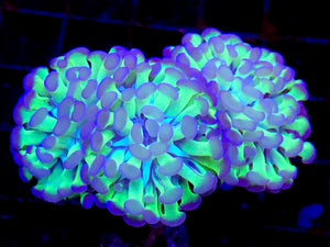 Bicolor Branching Hammer