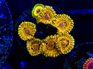 Scarface Zoanthid