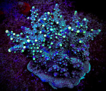 Load image into Gallery viewer, A to Z Firefly Cerealis