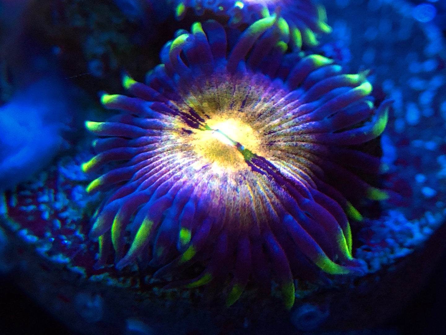 Nirvana Zoanthid