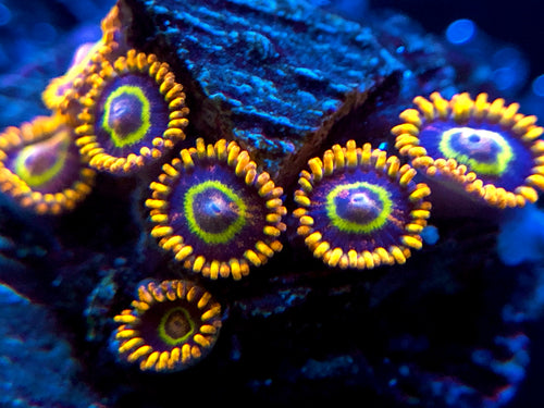 Rainbow Hornet Zoanthid