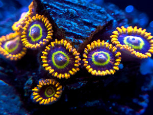Rainbow Hornet Zoanthid