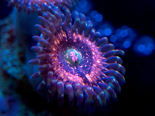 Pink Zipper Zoanthid