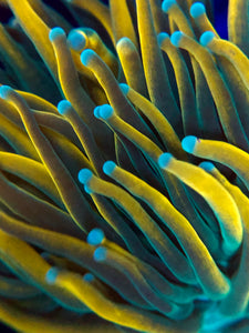Master Torch Coral