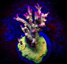 Load image into Gallery viewer, PC Rainbow Acropora