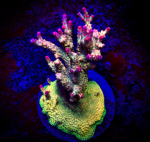 PC Rainbow Acropora