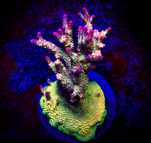 PC Rainbow Acropora
