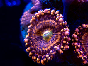 Sakura Sunrise Zoanthid