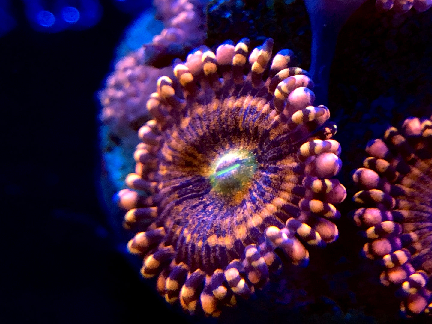 Sakura Sunrise Zoanthid