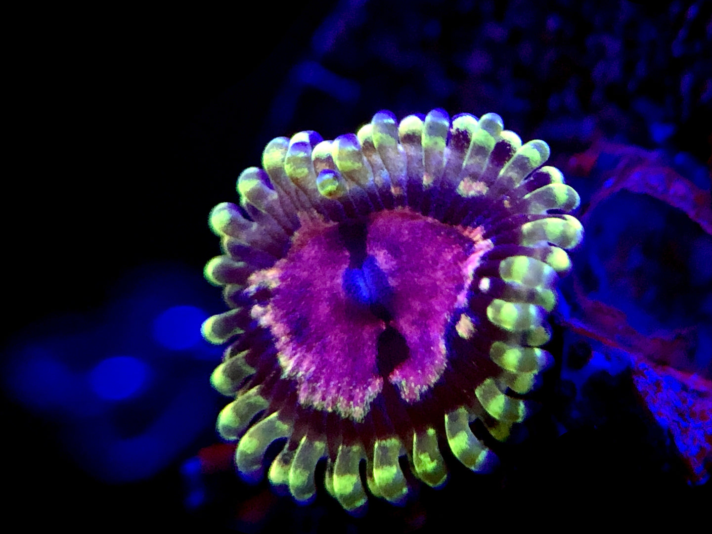 WWC Purple Monster Zoanthid