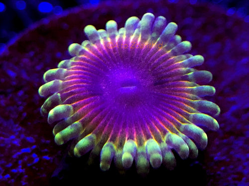 A to Z Mai Tai Zoanthid