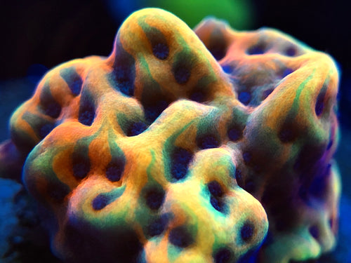 RR Crazy T Montipora