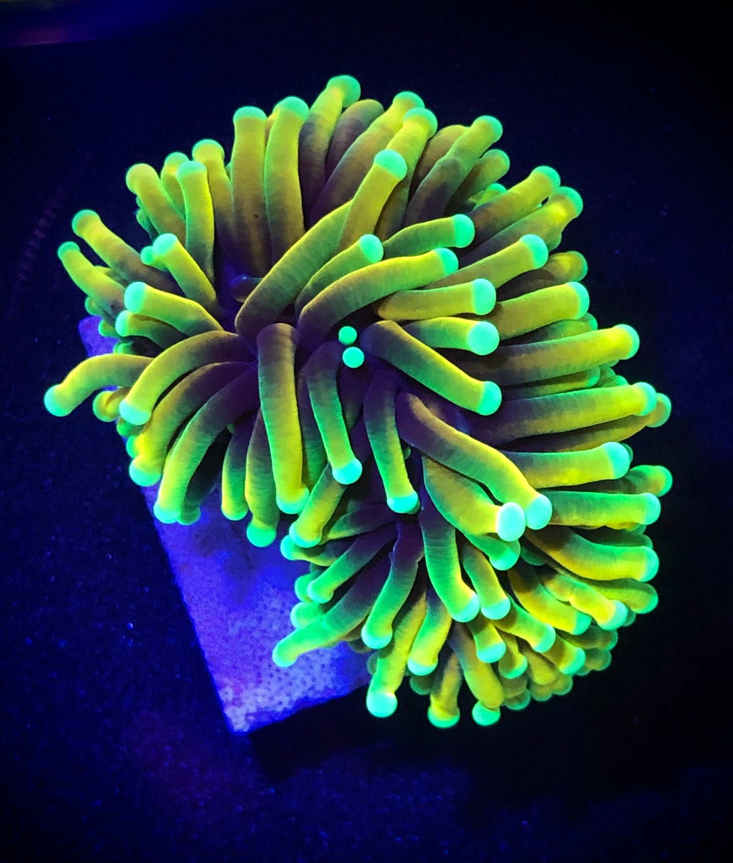 Hellfire Torch Coral