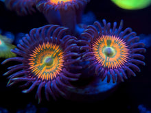 Load image into Gallery viewer, Sunny D Zoanthid