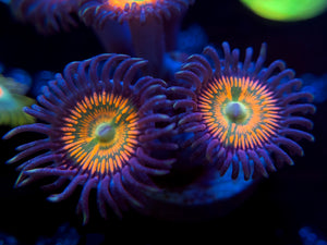 Sunny D Zoanthid
