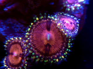 Promethazine Zoanthid