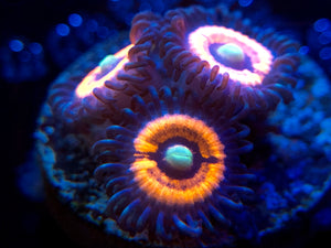 Everlasting Gobstopper Zoanthid