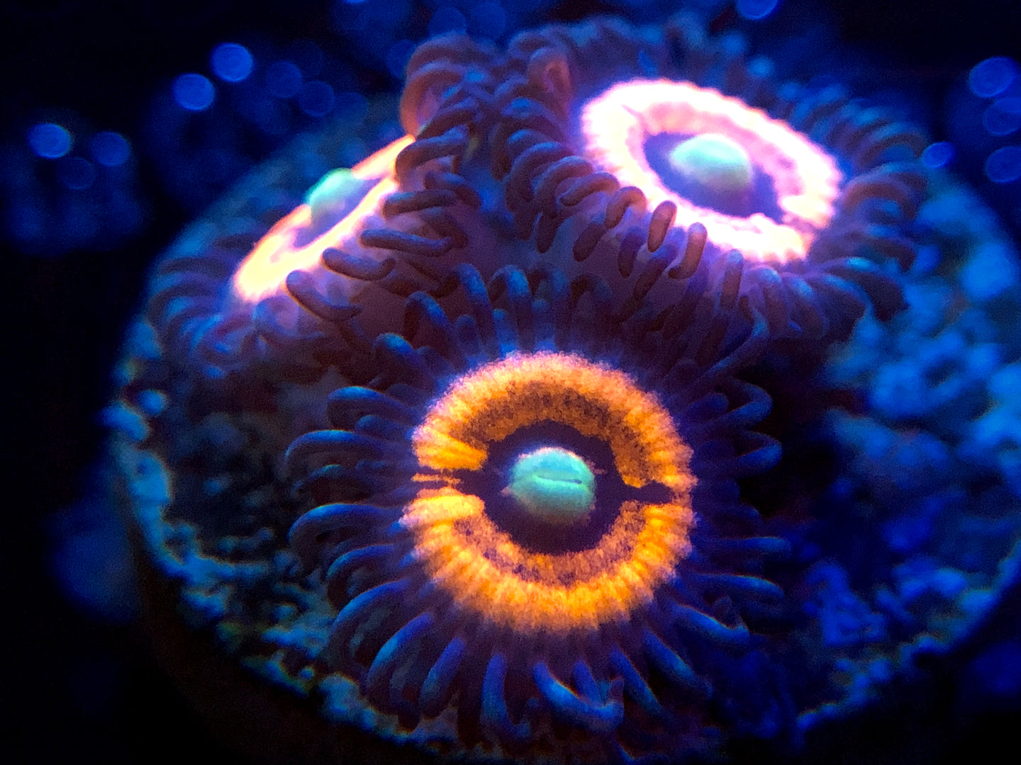 Everlasting Gobstopper Zoanthid