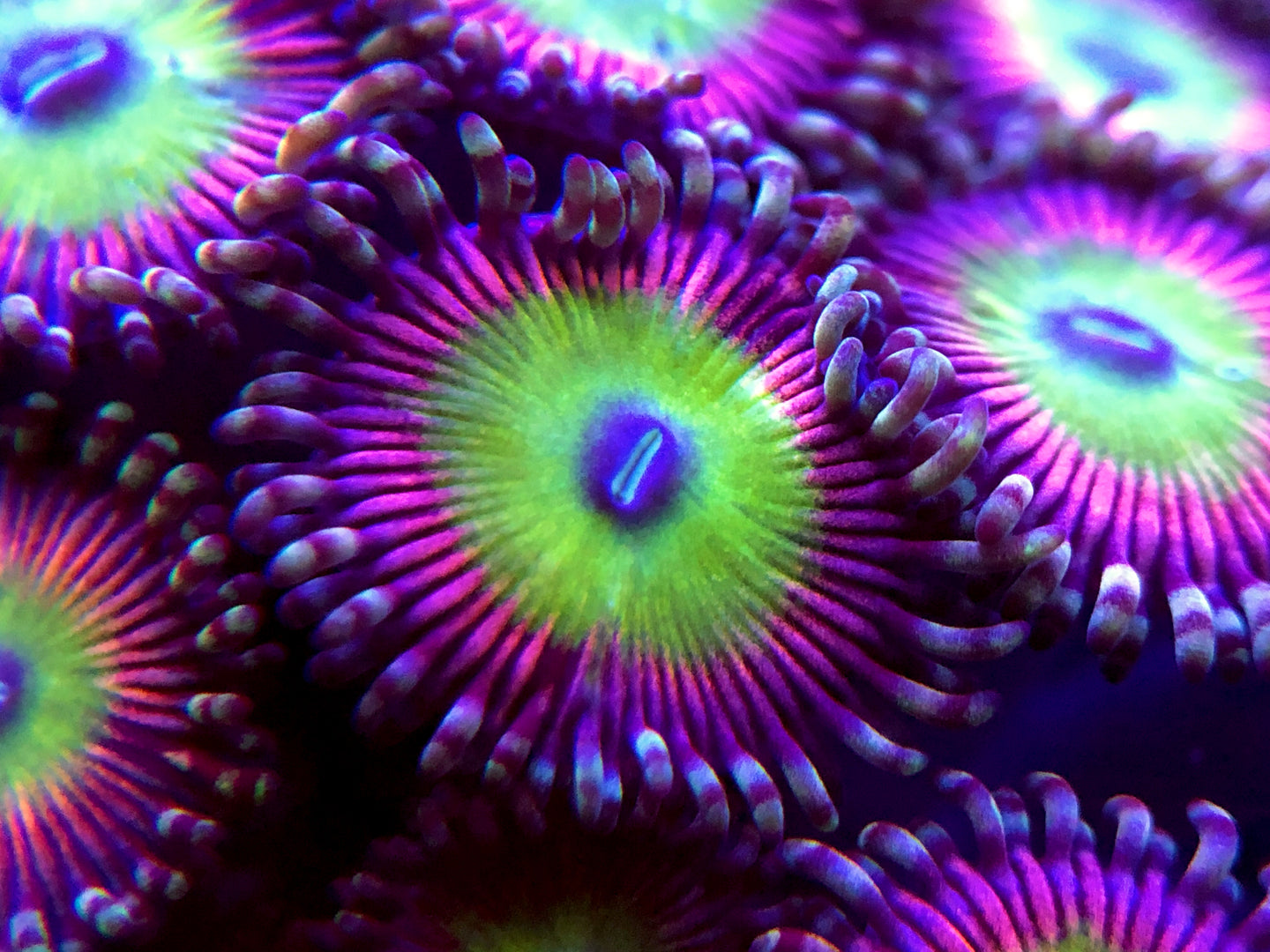 Candy Apple Pink Zoanthid