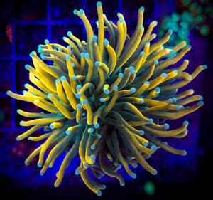Master Torch Coral