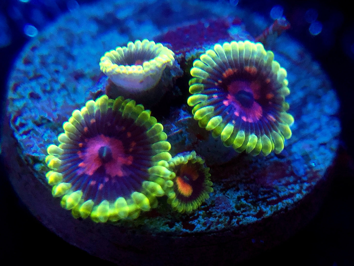 Scarlet Fever Zoanthid