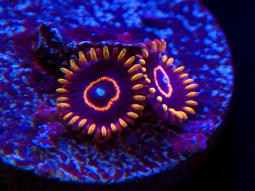 Red Hornet Zoanthid