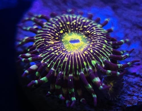 Grim Reaper Zoanthid