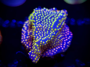 WYSIWYG Tyree Rainbow Montipora