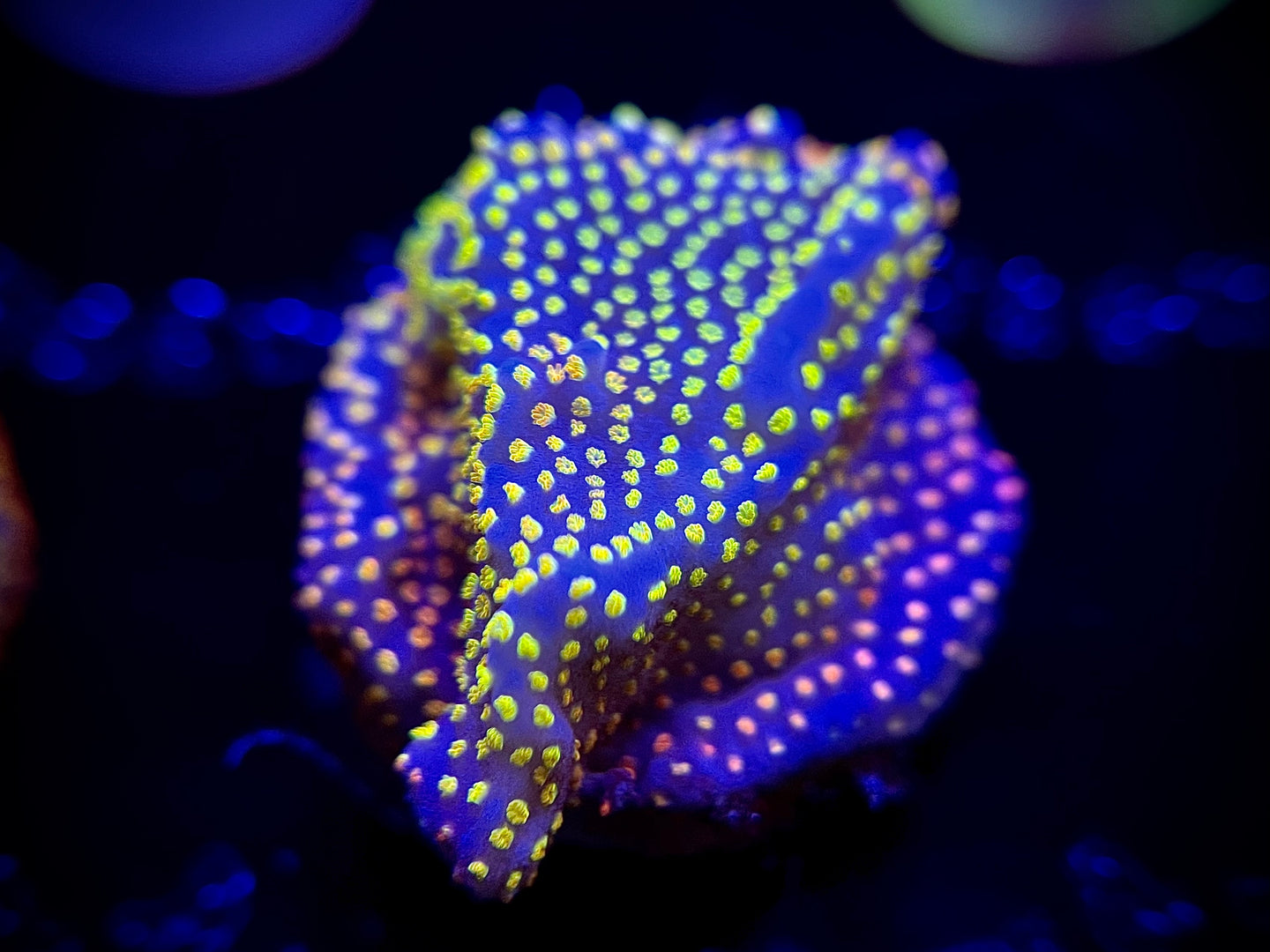 WYSIWYG Tyree Rainbow Montipora
