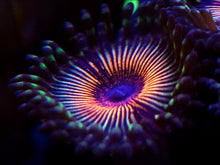 Load image into Gallery viewer, A to Z Zodiac Zoanthid