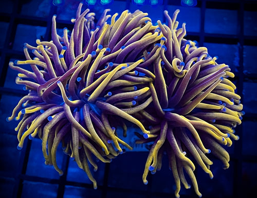 Wolverine Gold Torch Coral