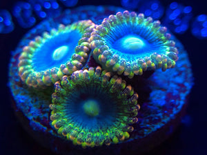 Rainbow Rhino Zoanthid