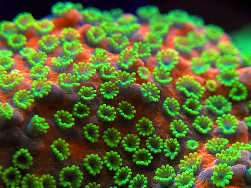 Sunset Montipora