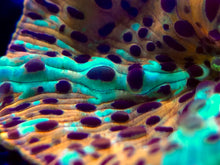 Load image into Gallery viewer, Electric Leopard Discomosa Mushroom