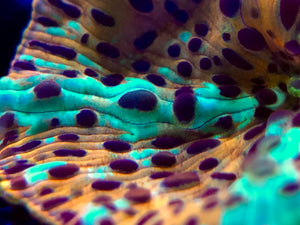 Electric Leopard Discomosa Mushroom
