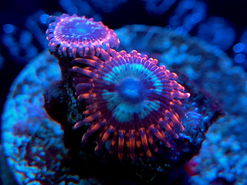 Utter Peace Zoanthid