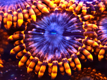 Load image into Gallery viewer, Utter Chaos Zoanthid