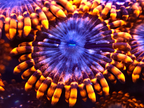 Utter Chaos Zoanthid