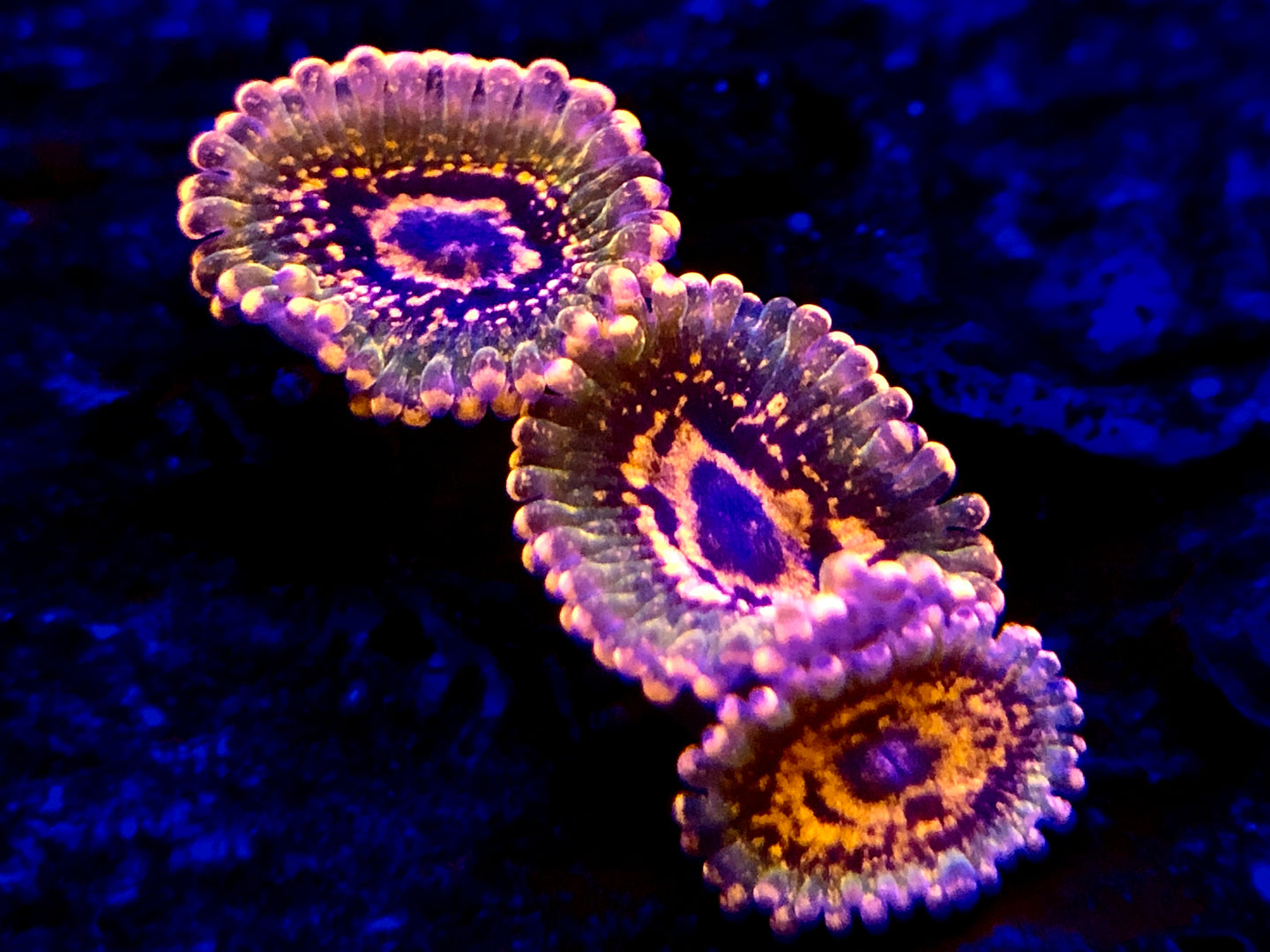 Jason Fox Ass Krak Zoanthid