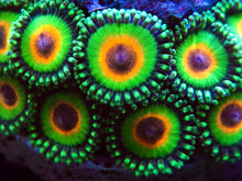 Load image into Gallery viewer, Rasta Zoanthid