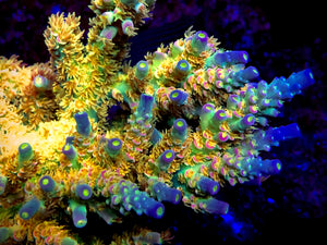 Walt Disney Tenuis Acropora