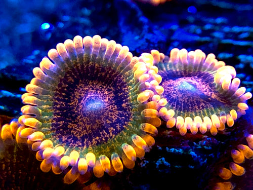 Speckled Krakatoa Zoanthid
