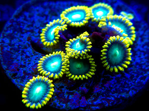 Radioactive Dragon Eye Zoanthid