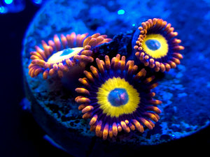 Blonde Hair Blue Eye Zoanthid