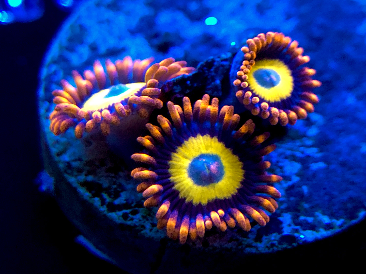 Blonde Hair Blue Eye Zoanthid