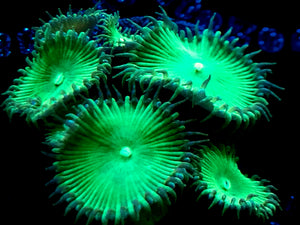 Nuclear Green Palythoa