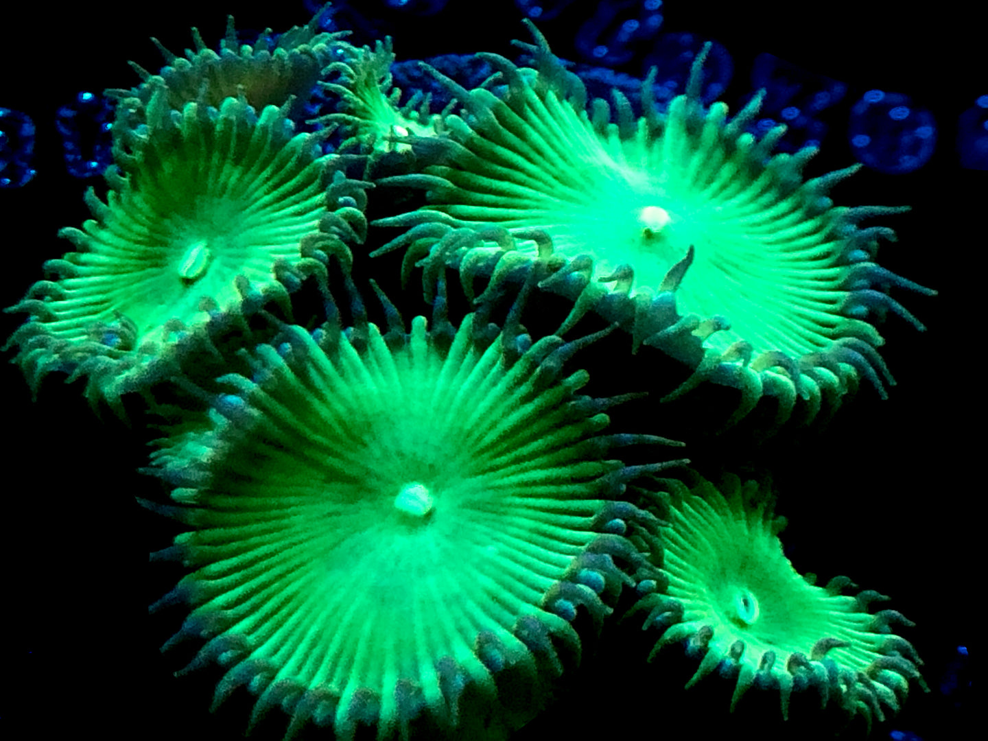 Nuclear Green Palythoa
